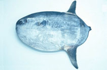 To FishBase images (<i>Masturus lanceolatus</i>, Chinese Taipei, by The Fish Database of Taiwan)