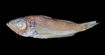 Image of Malakichthys levis (Smooth seabass)