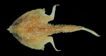 To FishBase images (<i>Malthopsis lutea</i>, by Ho, H.-C.)