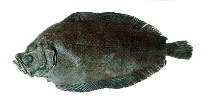 To FishBase images (<i>Mancopsetta maculata</i>, by INIDEP)