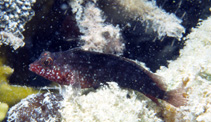 To FishBase images (<i>Malacoctenus macropus</i>, USA, by Wirtz, P.)