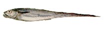 To FishBase images (<i>Macruronus magellanicus</i>, by INIDEP)