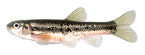 Image of Margariscus margarita (Allegheny pearl dace)