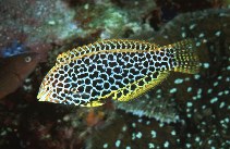 To FishBase images (<i>Macropharyngodon meleagris</i>, Philippines, by Yin, Robert)