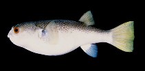 To FishBase images (<i>Marilyna meraukensis</i>, Australia, by Randall, J.E.)
