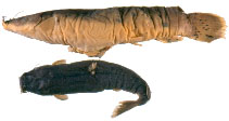 To FishBase images (<i>Malapterurus minjiriya</i>, by RMCA)