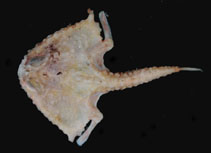 Image of Malthopsis mitrigera (Two-spine triangular batfish)