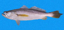 Image of Macrodon mordax (Dogteeth weakfish)