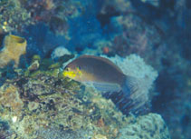 To FishBase images (<i>Macropharyngodon moyeri</i>, Chinese Taipei, by The Fish Database of Taiwan)
