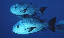 To FishBase images (<i>Macolor niger</i>, Maldives, by Randall, J.E.)