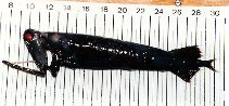 To FishBase images (<i>Malacosteus niger</i>, Canada, by Bañón Díaz, R.)