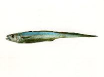 To FishBase images (<i>Macruronus novaezelandiae</i>, by SeaFIC)