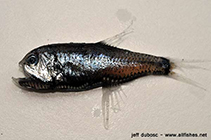 To FishBase images (<i>Margrethia obtusirostra</i>, by Dubosc, J.)