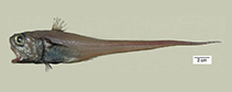 To FishBase images (<i>Malacocephalus okamurai</i>, Brazil, by Fischer, L.G.)