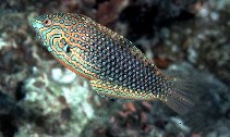 To FishBase images (<i>Macropharyngodon ornatus</i>, Maldives, by Randall, J.E.)