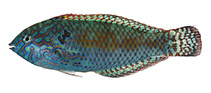 To FishBase images (<i>Macropharyngodon pakoko</i>, French Polynesia, by Williams, J.T.)