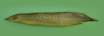 Image of Macrognathus pancalus (Barred spiny eel)