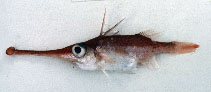 To FishBase images (<i>Macrorhamphosodes platycheilus</i>, by Gloerfelt-Tarp, T.)
