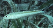 To FishBase images (<i>Malacanthus plumieri</i>, Belize, by Randall, J.E.)