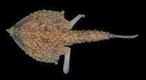 To FishBase images (<i>Malthopsis retifera</i>, by Ho, H.-C.)