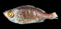 To FishBase images (<i>Malakichthys similis</i>, Philippines, by Yamanoue, Y.)