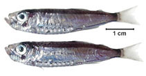To FishBase images (<i>Maurolicus stehmanni</i>, Brazil, by Fischer, L.G.)