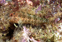 To FishBase images (<i>Malacoctenus tetranemus</i>, Mexico, by Robertson, R.)