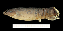 To FishBase images (<i>Malapterurus teugelsi</i>, Guinea, by RMCA / Mark Hanssens)