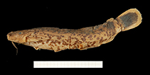 To FishBase images (<i>Malapterurus thysi</i>, Ivory coast, by RMCA / Mark Hanssens)