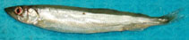 To FishBase images (<i>Mallotus villosus</i>, Canada, by Armesto, A.)