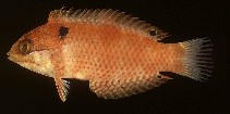 To FishBase images (<i>Macropharyngodon vivienae</i>, South Africa, by Randall, J.E.)