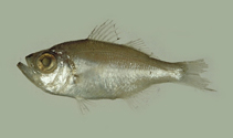 To FishBase images (<i>Malakichthys wakiyae</i>, by National Museum of Marine Science and Technology, Taiwan)