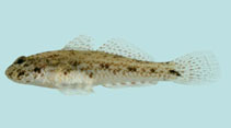 To FishBase images (<i>Macrodontogobius wilburi</i>, Viet Nam, by Winterbottom, R.)