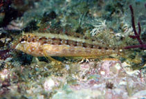 To FishBase images (<i>Malacoctenus zacae</i>, Mexico, by Allen, G.R.)