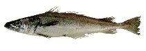 To FishBase images (<i>Merluccius albidus</i>, by JAMARC)