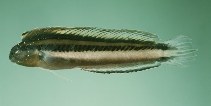 To FishBase images (<i>Meiacanthus anema</i>, Indonesia, by Randall, J.E.)
