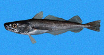 To FishBase images (<i>Merluccius angustimanus</i>, Panama, by Robertson, R.)