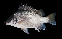 To FishBase images (<i>Mesopristes argenteus</i>, Indonesia, by Randall, J.E.)