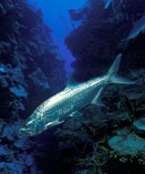 To FishBase images (<i>Megalops atlanticus</i>, Cuba, by Furlan, B.)