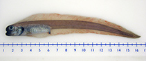 To FishBase images (<i>Melanostigma atlanticum</i>, by Mac Eachern, W.J.)