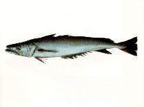 To FishBase images (<i>Merluccius australis</i>, by SeaFIC)