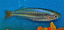 Image of Melanotaenia australis (Western rainbowfish)