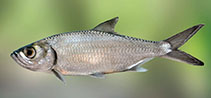 To FishBase images (<i>Megalops cyprinoides</i>, Sri Lanka, by Ramani Shirantha)