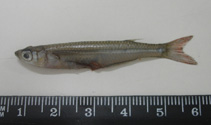 To FishBase images (<i>Membras dissimilis</i>, Brazil, by Vaske Jr., T.)