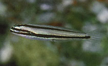 To FishBase images (<i>Meiacanthus ditrema</i>, Malaysia, by Steene, R.)