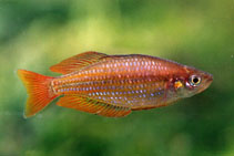 Image of Melanotaenia eachamensis (Lake Eacham rainbowfish)