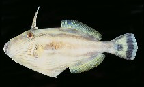 To FishBase images (<i>Meuschenia freycineti</i>, Australia, by Randall, J.E.)