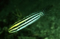 Image of Meiacanthus grammistes (Striped poison-fang blenny)