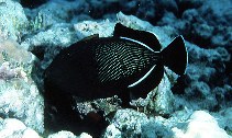 To FishBase images (<i>Melichthys indicus</i>, Maldives, by Randall, J.E.)