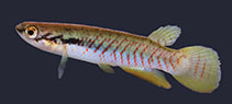 To FishBase images (<i>Melanorivulus ivinhemensis</i>, Brazil, by Matheus V. Volcan et al., 2018)